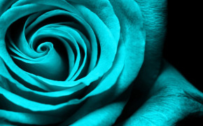 Turquoise Rose Wallpaper 35145