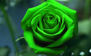 Green Rose HD Desktop Wallpaper 34620