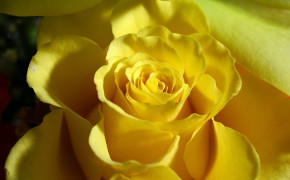 Yellow Rose HD Wallpapers 35212