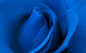 Blue Rose Desktop HD Wallpaper 34457