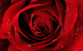 Red Rose Desktop HD Wallpaper 35038