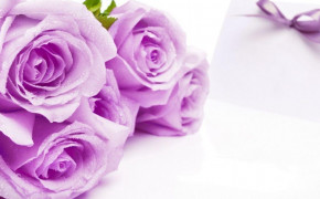 Violet Rose Wallpaper HD 35177