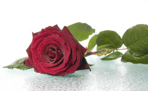 Red Rose Background Wallpapers 35035