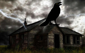 Halloween Crow HD Wallpaper 34693