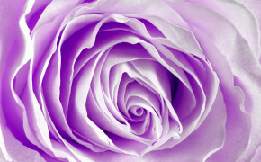 Lavender Rose HD Desktop Wallpaper 34913