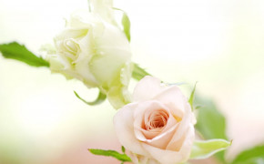 White Rose Widescreen Wallpapers 35200