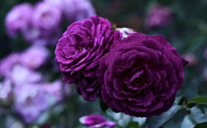 Violet Rose High Definition Wallpaper 35176