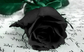 Black Rose Background Wallpaper 34436