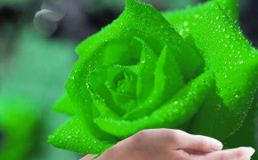 Green Rose HD Wallpapers 34622