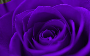 Lavender Rose Background HD Wallpapers 34904
