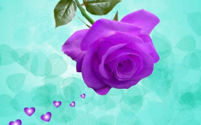 Violet Rose Desktop Wallpaper 35170