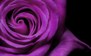 Purple Rose High Definition Wallpaper 35026