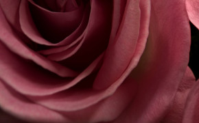 Burgundy Rose High Definition Wallpaper 34493