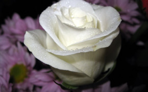 White Rose Desktop Wallpaper 35188