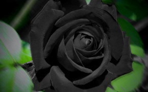 Black Rose Widescreen Wallpapers 34451