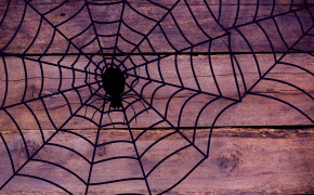 Halloween Spider Web HD Wallpaper 34784