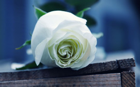 White Rose HD Wallpapers 35193