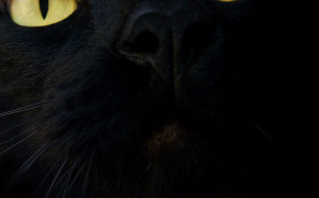 Cat Black Background Desktop Widescreen Wallpapers 34133
