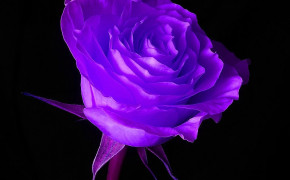 Purple Rose HD Wallpaper 35024