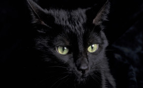 Cat Black Background PC Wallpaper 34141