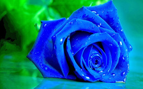 Blue Rose Background HD Wallpapers 34452