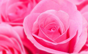 Pink Rose HD Desktop Wallpaper 35004