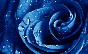 Blue Rose Widescreen Wallpaper 34469