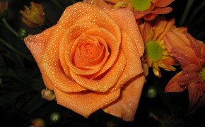 Orange Rose Desktop HD Wallpaper 34981