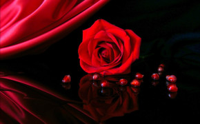 Red Rose Widescreen Wallpaper 35050