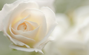 White Rose Widescreen Wallpaper 35199