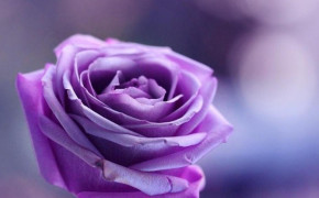 Purple Rose Wallpapers Full HD 35030