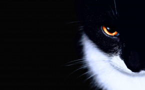 Cat Black Background HD Wallpapers 34136