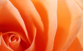 Orange Rose Background Wallpaper 34977