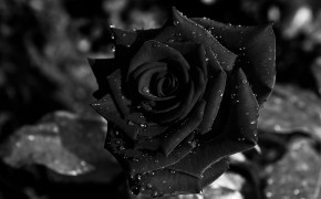 Black Rose High Definition Wallpaper 34447