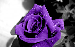 Purple Rose Background Wallpapers 35016
