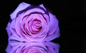 Purple Rose Widescreen Wallpaper 35031