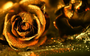 Golden Rose Desktop Wallpaper 34603