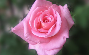 Pink Rose Best HD Wallpaper 34998