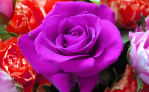 Violet Rose HD Desktop Wallpaper 35173