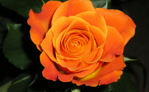 Orange Rose Desktop Wallpaper 34982