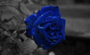 Blue Rose Wallpapers Full HD 34468