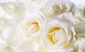 White Rose HD Background Wallpaper 35190