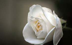 White Rose Best HD Wallpaper 35185
