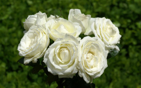 White Rose Wallpaper HD 35196