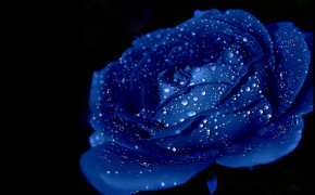 Blue Rose Background Wallpapers 34454