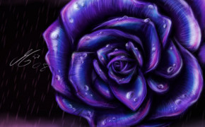 Purple Rose Wallpaper HD 35028