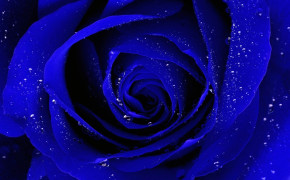 Blue Rose HD Background Wallpaper 34460