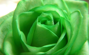 Green Rose Wallpapers Full HD 34627