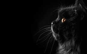 Cat Black Background Desktop Wallpaper 34131