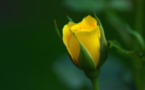 Yellow Rose Background HD Wallpapers 35201